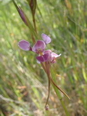 Diuris punctata