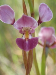 Diuris punctata