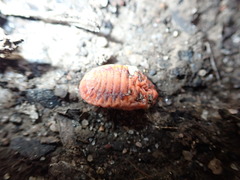 Monophlebidae