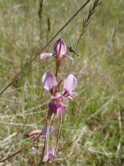 Diuris punctata