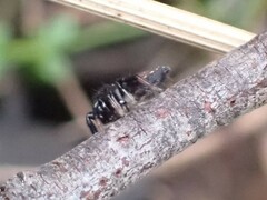 Maratus