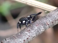 Maratus