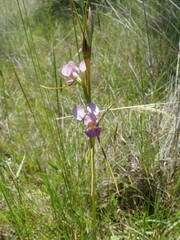 Diuris punctata