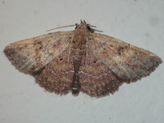 Cerynea punctilinealis