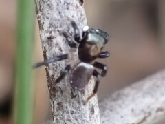 Maratus