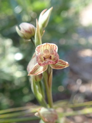 Calochilus imberbis