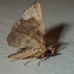 Cerynea punctilinealis