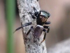 Maratus
