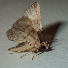 Cerynea punctilinealis