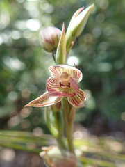 Calochilus imberbis