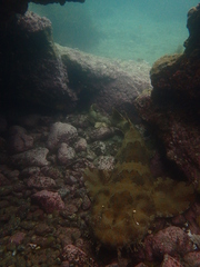 Orectolobus halei