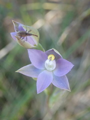 Thelymitra arenaria