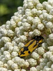 Castiarina octospilota