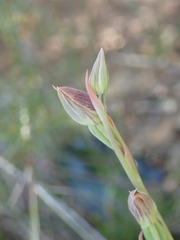 Calochilus imberbis