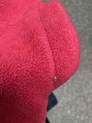 Phyllobius roboretanus