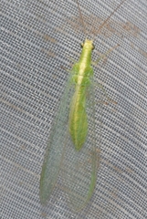 Chrysoperla lucasina
