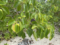 Cordia subcordata