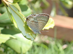 Theclinesthes onycha