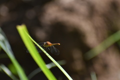 Diplacodes melanopsis