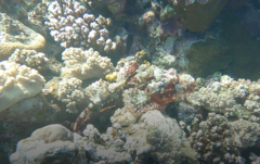 Scorpaenopsis oxycephalus