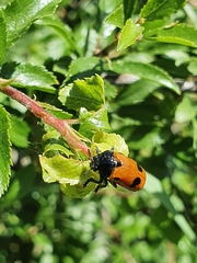 Clytra quadripunctata