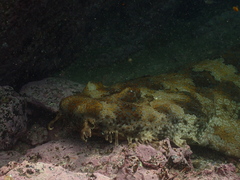 Orectolobus halei