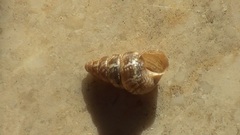 Cochlicella