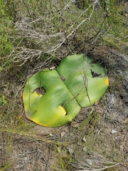 Haemanthus sanguineus