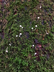 Mycena tenerrima