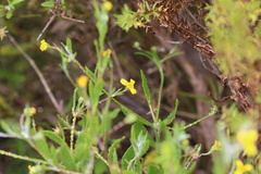Senecio pubigerus