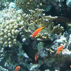 Pseudanthias squamipinnis