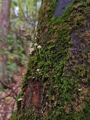 Mycena tenerrima