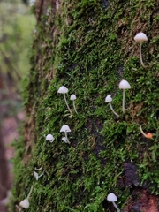 Mycena tenerrima