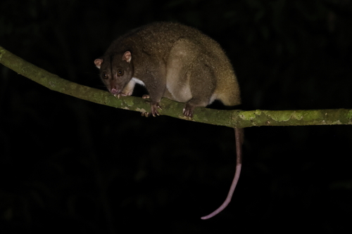 Common Phalanger
