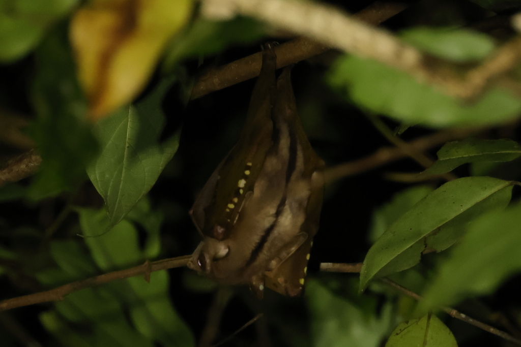 Common Tube-nosed Fruit Bat