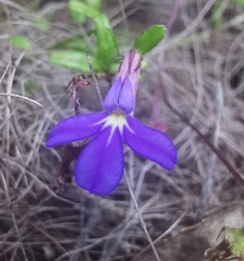 Lobelia neglecta