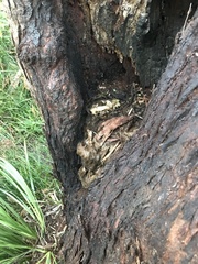 Trichosurus vulpecula fuliginosus