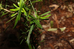Hibbertia linearis