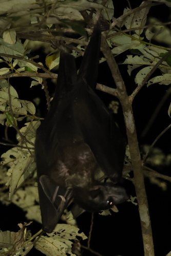 Moluccan Naked-backed Fruit Bat