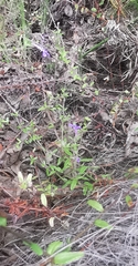 Lobelia neglecta