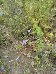 Lobelia neglecta