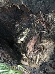 Trichosurus vulpecula fuliginosus