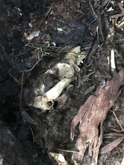 Trichosurus vulpecula fuliginosus