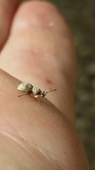 Brachyolus punctatus