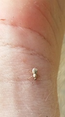 Brachyolus punctatus