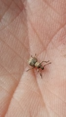 Brachyolus punctatus