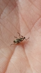 Brachyolus punctatus