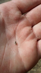 Brachyolus punctatus