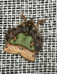 Ceroctena amynta