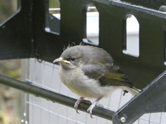 Anthornis melanura